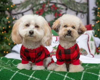 Hank & Masha