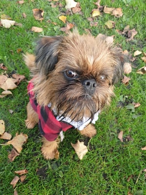 Haggis