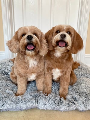 Rodney & Mabel