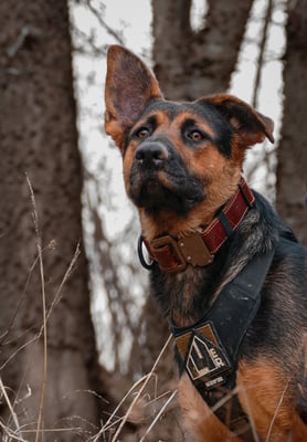 Ellie Mae