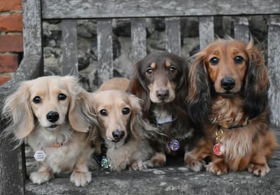 Cookie, Hattie, Slinky, Annie & Cookie +3