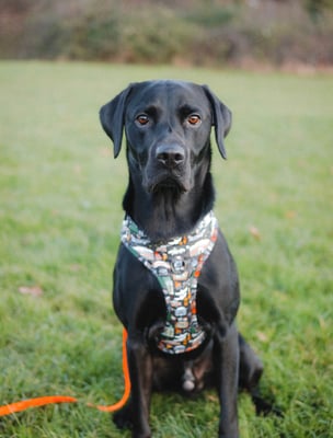 Oscar