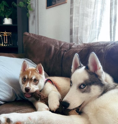 Niko & Mila