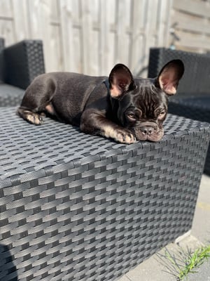 Mylo
