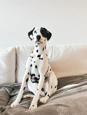 Bruno