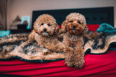 Teddy