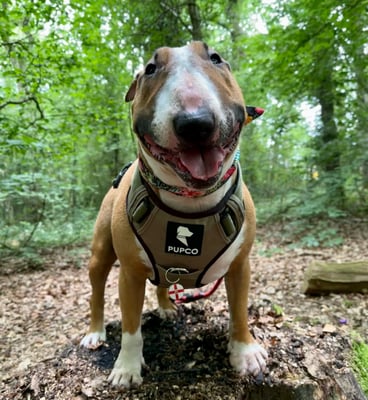 Barkley