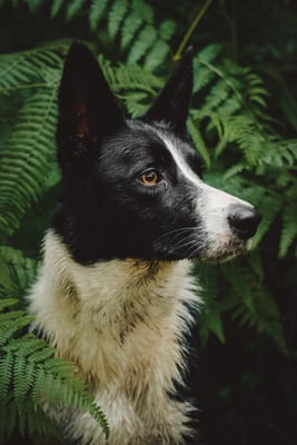 Scout
