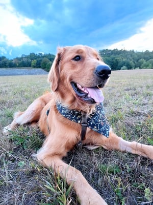 Basil