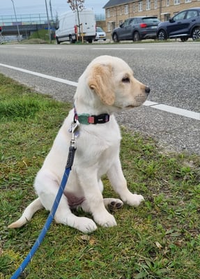 Marley