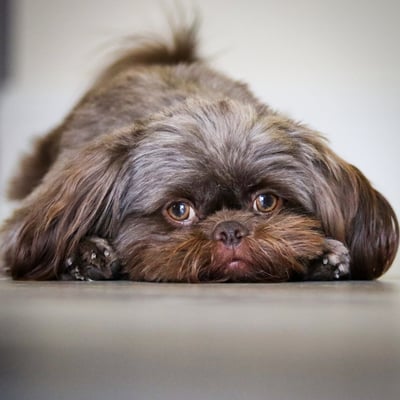 Gizmo