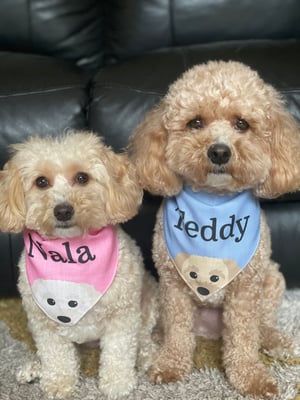 Teddy
