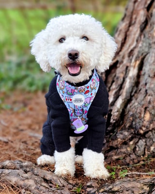 Bentley