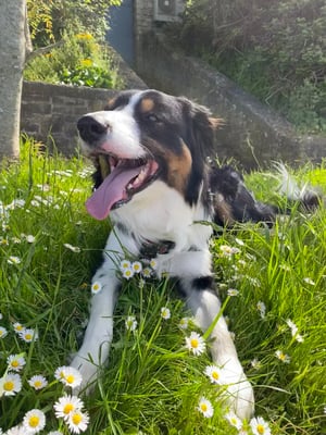 Opie