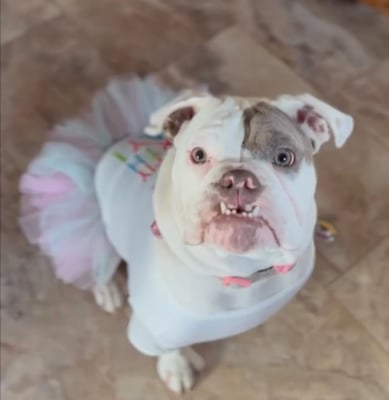 Gertrude McPudge