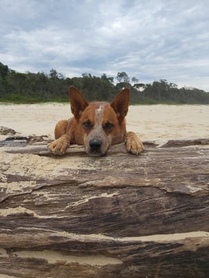 Bindi