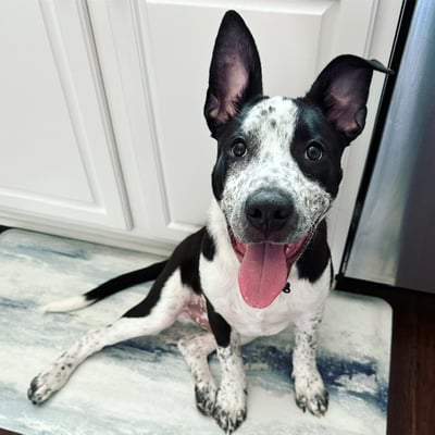 Odin