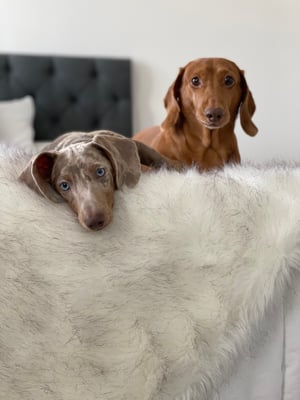Parker Chop & Archie