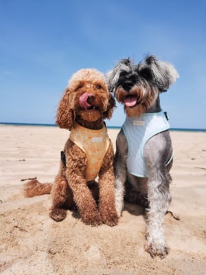 Betsy & Rue