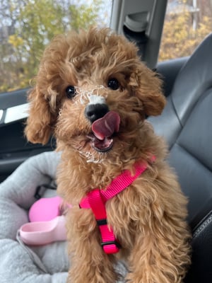 Kiki