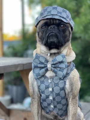 Harold the pug