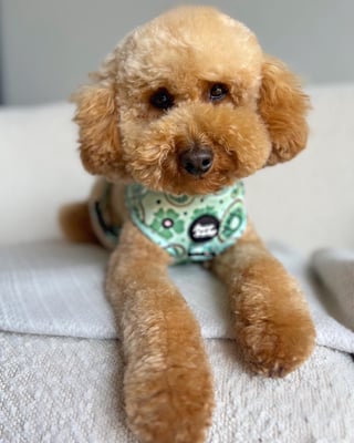Coco