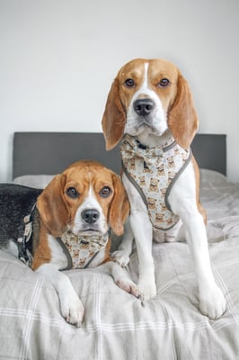 Kiki and koko