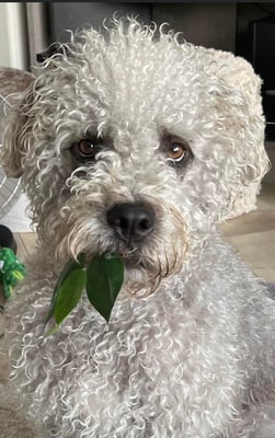 Harlan AKA Boo