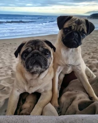 Dougie & Dottie