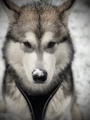Nova