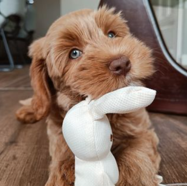 Juno
