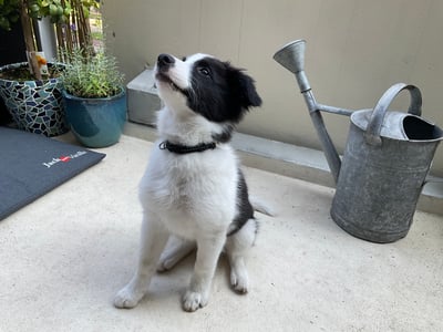 Laika