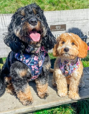 Coco & Luna