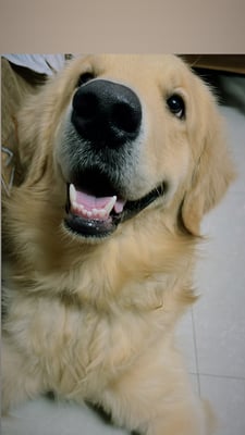 Bruno