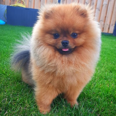 Balou