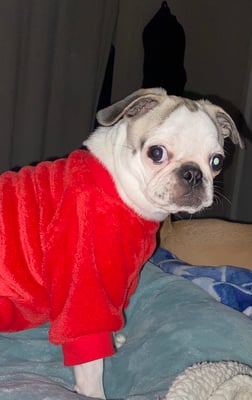 Penelope