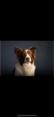 Cas
