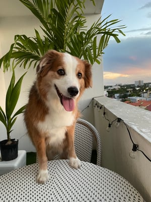 Maxx