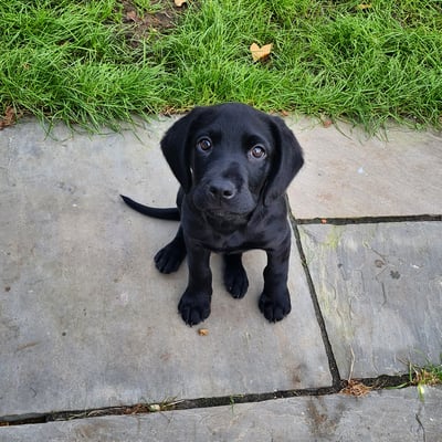 Bailey