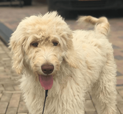Soofi de Labradoodle