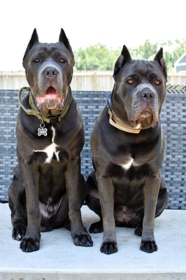 Nova & Silas