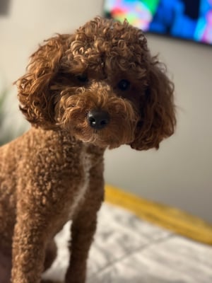 Deuce