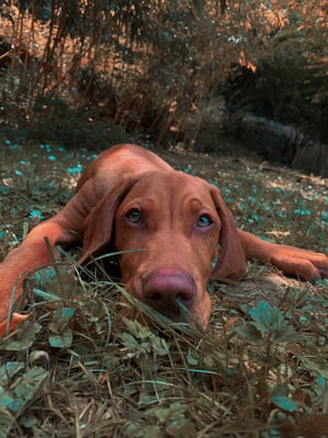 Cooper