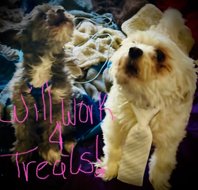 Cuddles Magoo Savidge