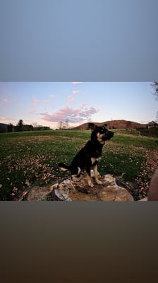 Bear