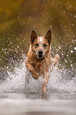 @johnnycashheeler