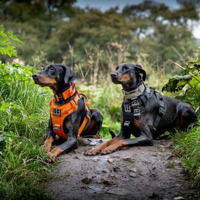 Pandora & Nuke