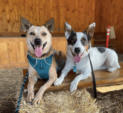 Parker & Belle