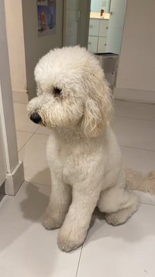 Lulu