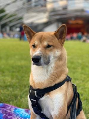 Bolt